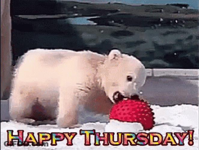 Happy Thursday Funny Polar Bear Playing Ball GIF