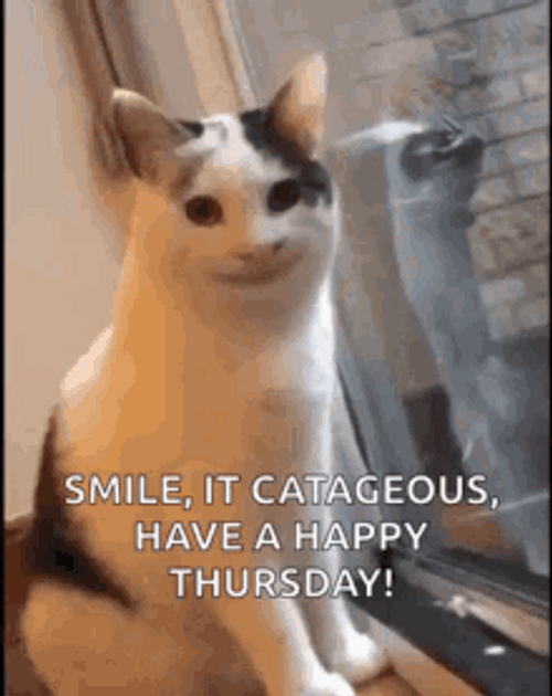 Happy Thursday Meme Cat GIF