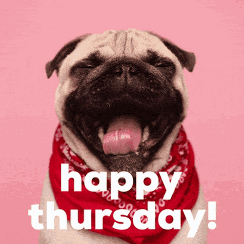 Happy Thursday Pug GIF