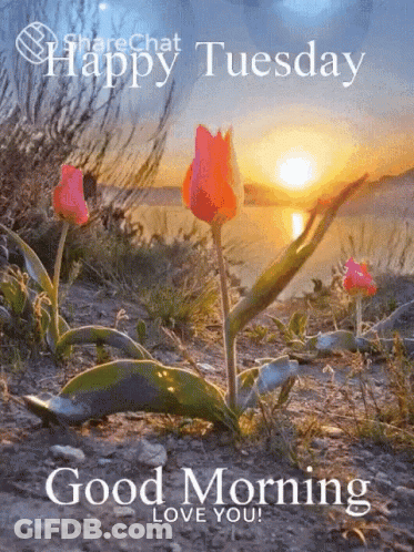 Happy Tuesday Flowers GIF
