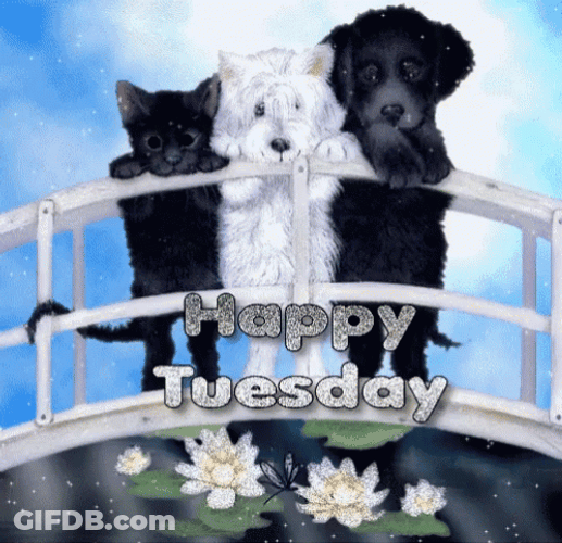 Happy Tuesday Funny Cute Dogs GIF