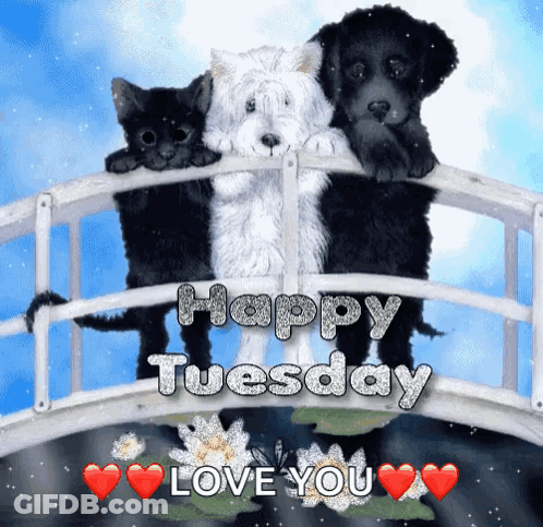 Happy Tuesday Greeting Card With Three Dogs And Cat On Bridge GIF