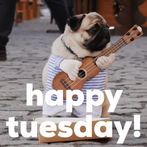 Happy Tuesday Pug Dog Costume GIF
