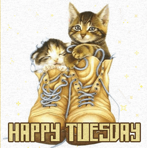 Happy Tuesday Shoe Kittens GIF