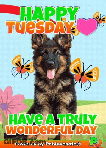 Happy Tuesday With German Shepherd Puppy GIF