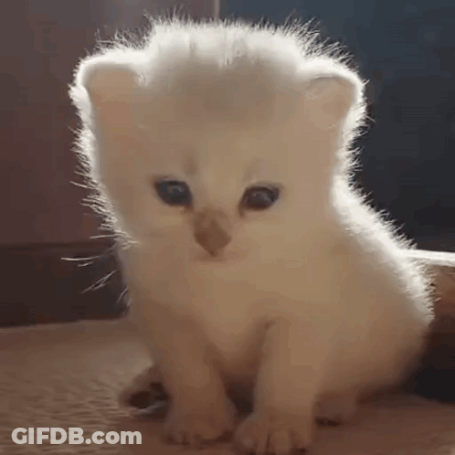 Happy Tummy Full Of Noms GIF
