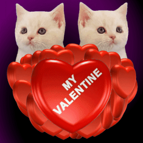 Happy Valentines Day Cat Sisters Spinning Heart GIF