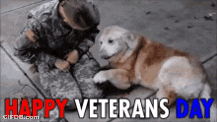 Happy Veterans Day Dog Clinging On Soldier GIF