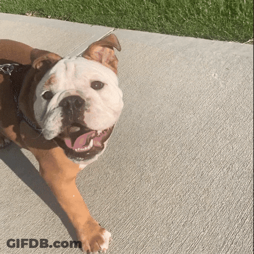 Happy Walking Dog GIF