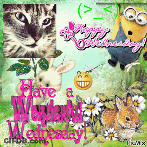 Happy Wednesday Greeting Card Cat And Rabbit GIF