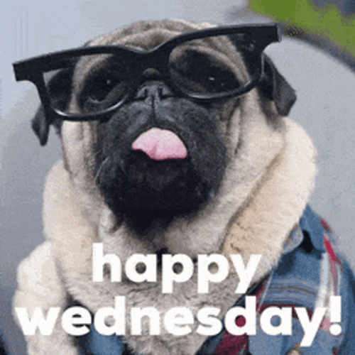 Happy Wednesday Morning Pug Wearing Glasses GIF