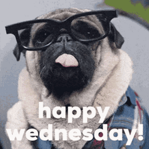 Happy Wednesday Nerd Pug GIF