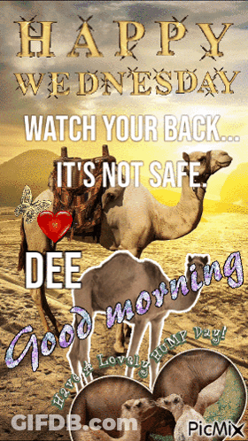 Happy Wednesday Watch Your Back GIF