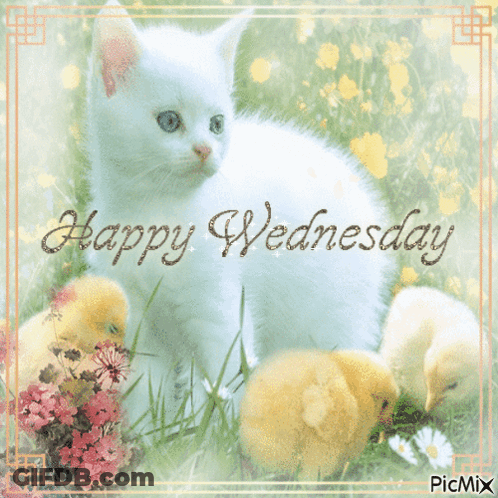 Happy Wednesday White Kitten And Chicks GIF