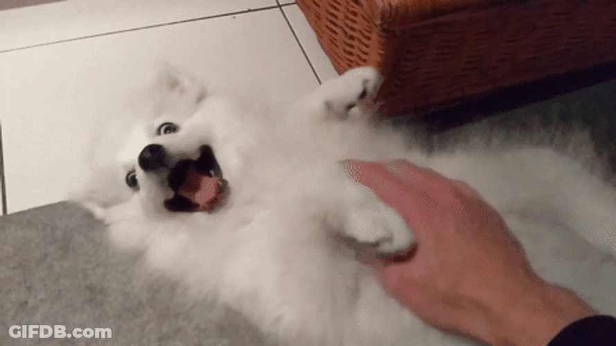 Happy White Dog Rub Belly GIF