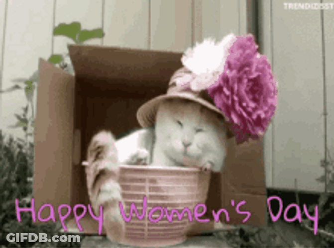 Happy Womens Day Cute Cat GIF