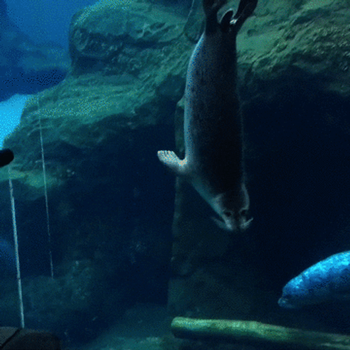Harbor Seal Funny Animal GIF