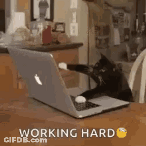 Hard Working Cat Typing GIF