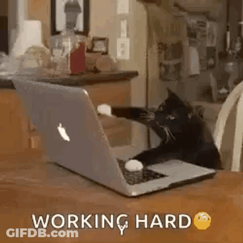 Hardworking Black Cat Typing Speed GIF