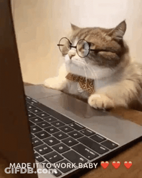 Hardworking Cat Wearing Eyeglasses GIF