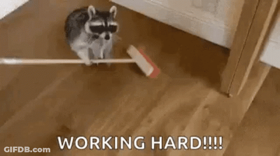 Hardworking Raccoon Sweeping In The Floor GIF