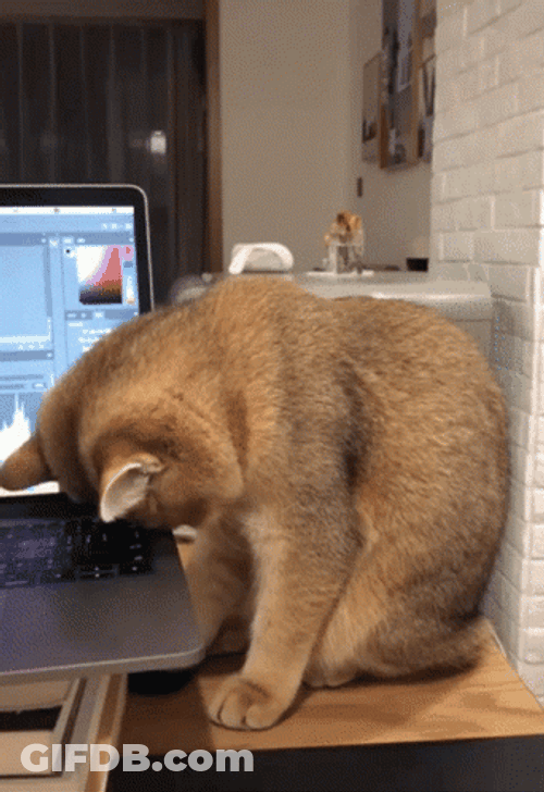 Hardworking Sleepy Cat GIF