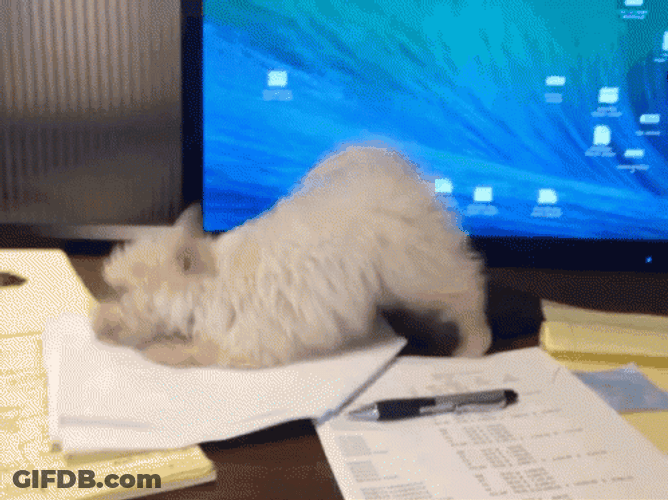 Hardworking White Puppy GIF