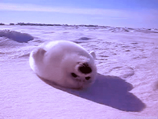 Harp Seal Is Stuffed GIF