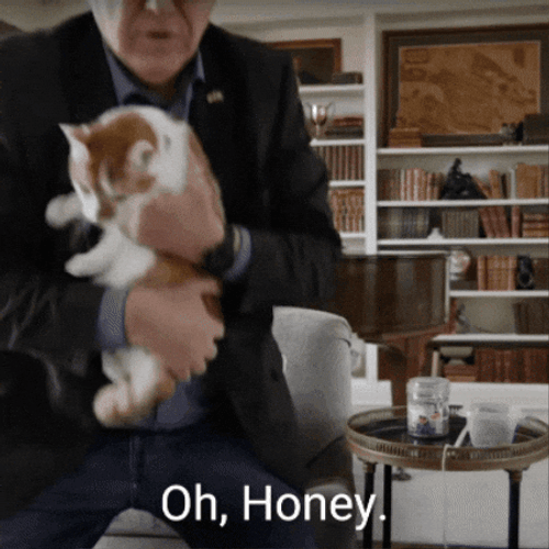 Harris Walz Carries Cat Oh Honey GIF