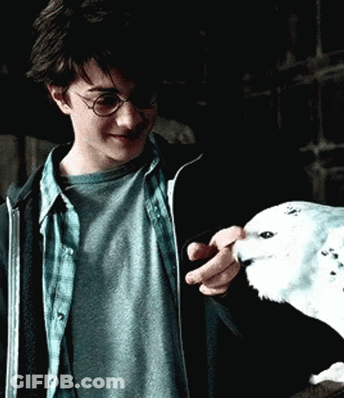 Harry Potter And Hedwig GIF