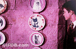 Harry Potter Looking At Cat Plates GIF