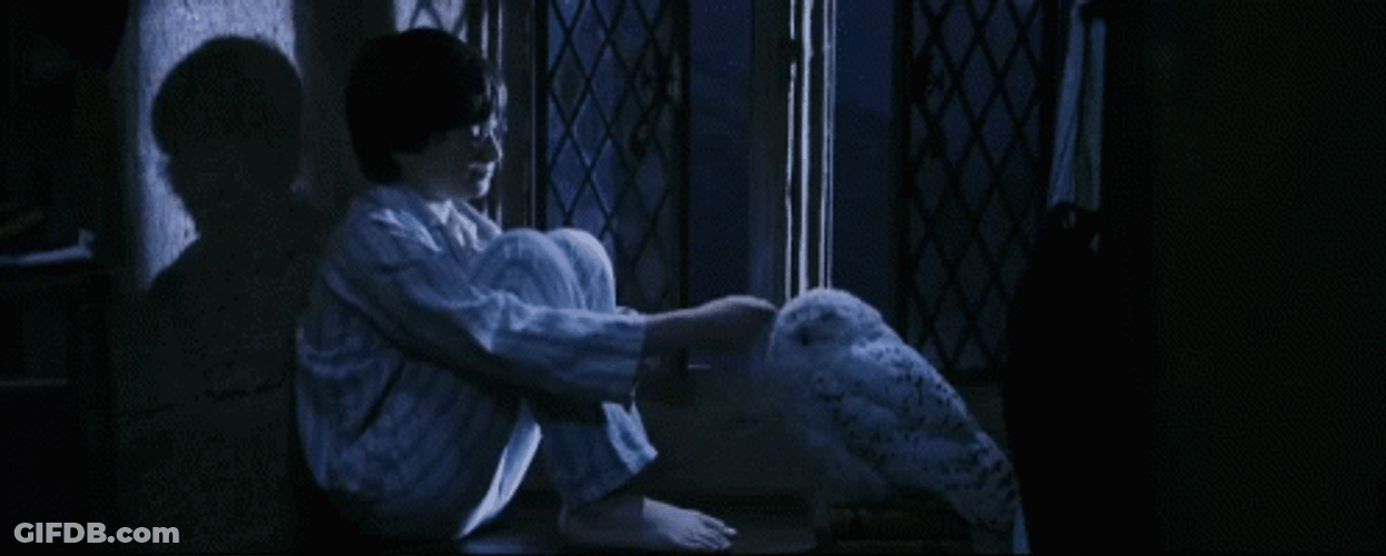 Harry Potter Petting Hedwig GIF
