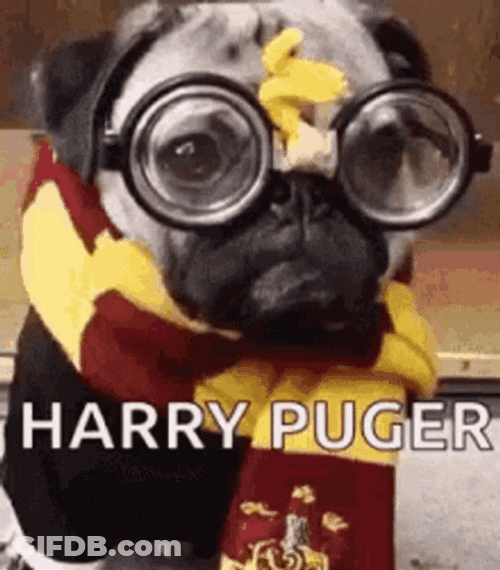 Harry Puger Dancing Pug GIF