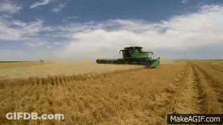 Harvest Corn GIF