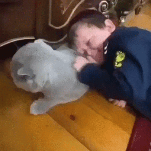Hasbulla Lying Down Stroking Cat Pillow Sweet GIF
