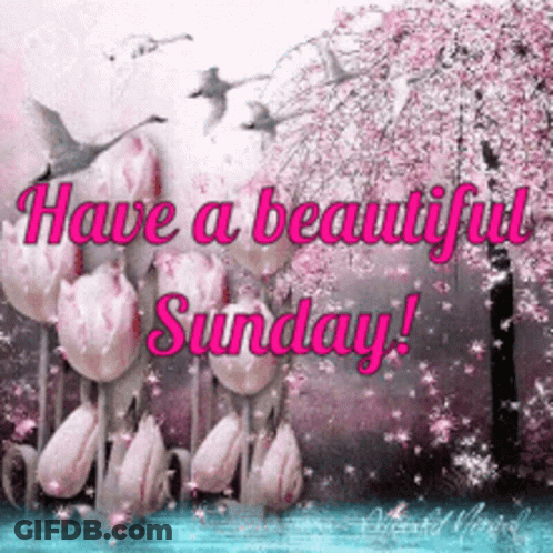 Have A Beautiful Sunday Greeting Card With Pink Flowers GIF