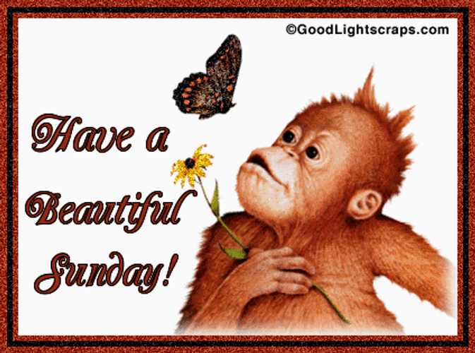 Have A Blessed Sunday Monkey Flower GIF