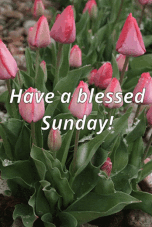 Have A Blessed Sunday Pink Tulips GIF