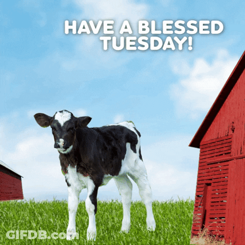 Have A Blessed Tuesday Cows GIF