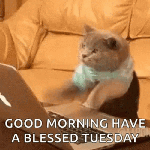Have A Blessed Tuesday With Little Cat GIF