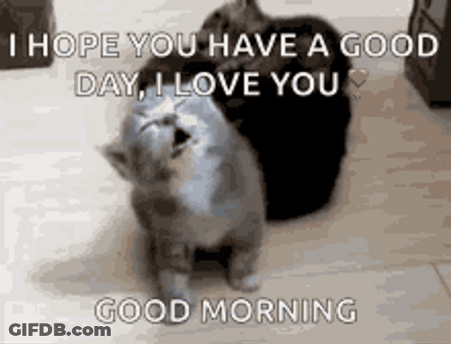 Have A Good Day Sleepy Cat GIF