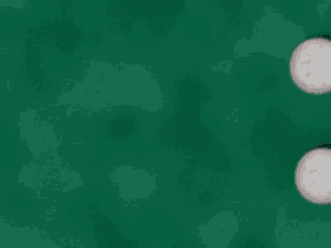 Have A Great Day Koala GIF