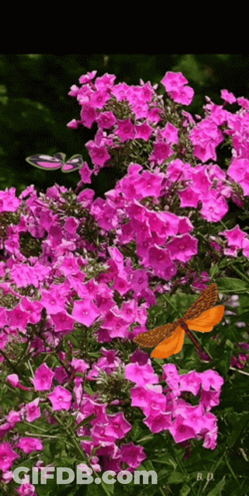 Have A Great Evening Flower Butterfly GIF