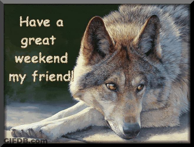 Have A Great Saturday Wolf Lying Down GIF