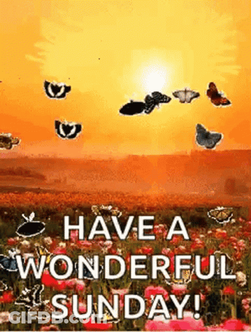 Have A Great Sunday Butterfly Flying GIF