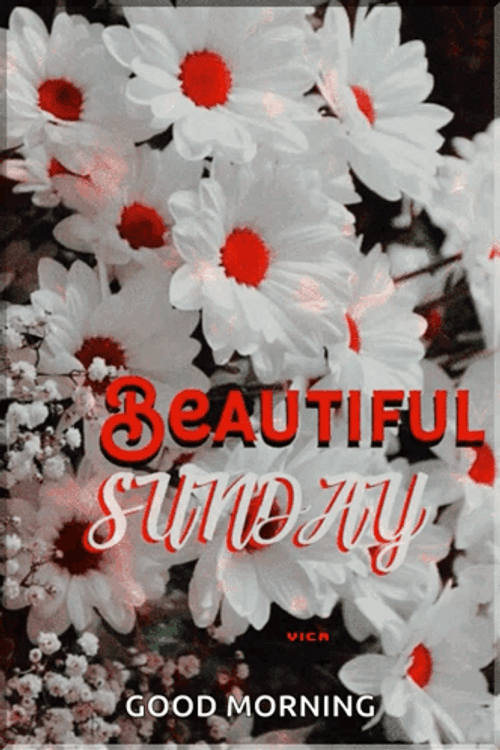 Have A Great Sunday White Pretty Flower GIF