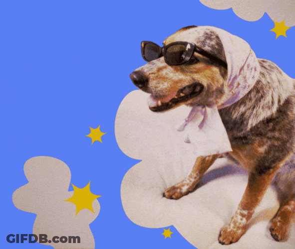 Have A Great Wednesday Cool Dog GIF