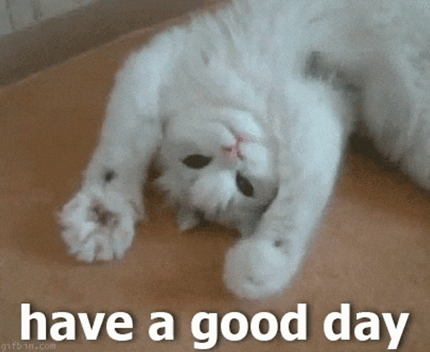 Have A Great Wednesday Cute Cat GIF