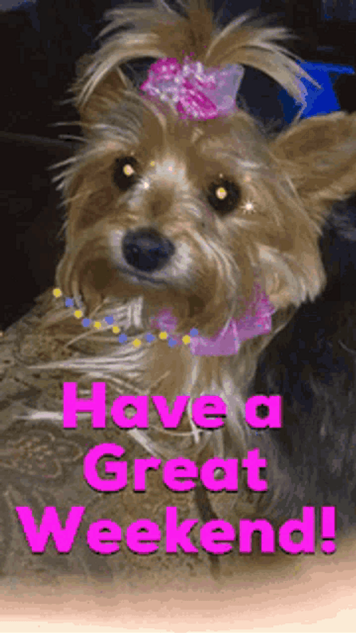Have A Great Weekend Cute Dog GIF