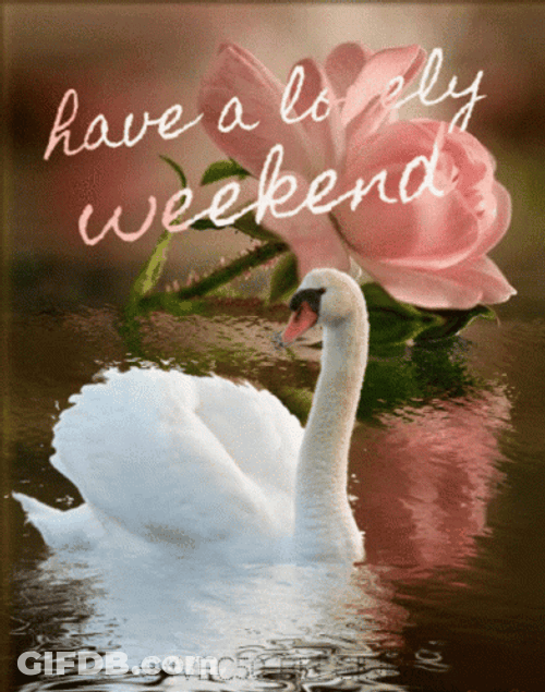 Have A Lovely Nice Weekend Swan Lake GIF